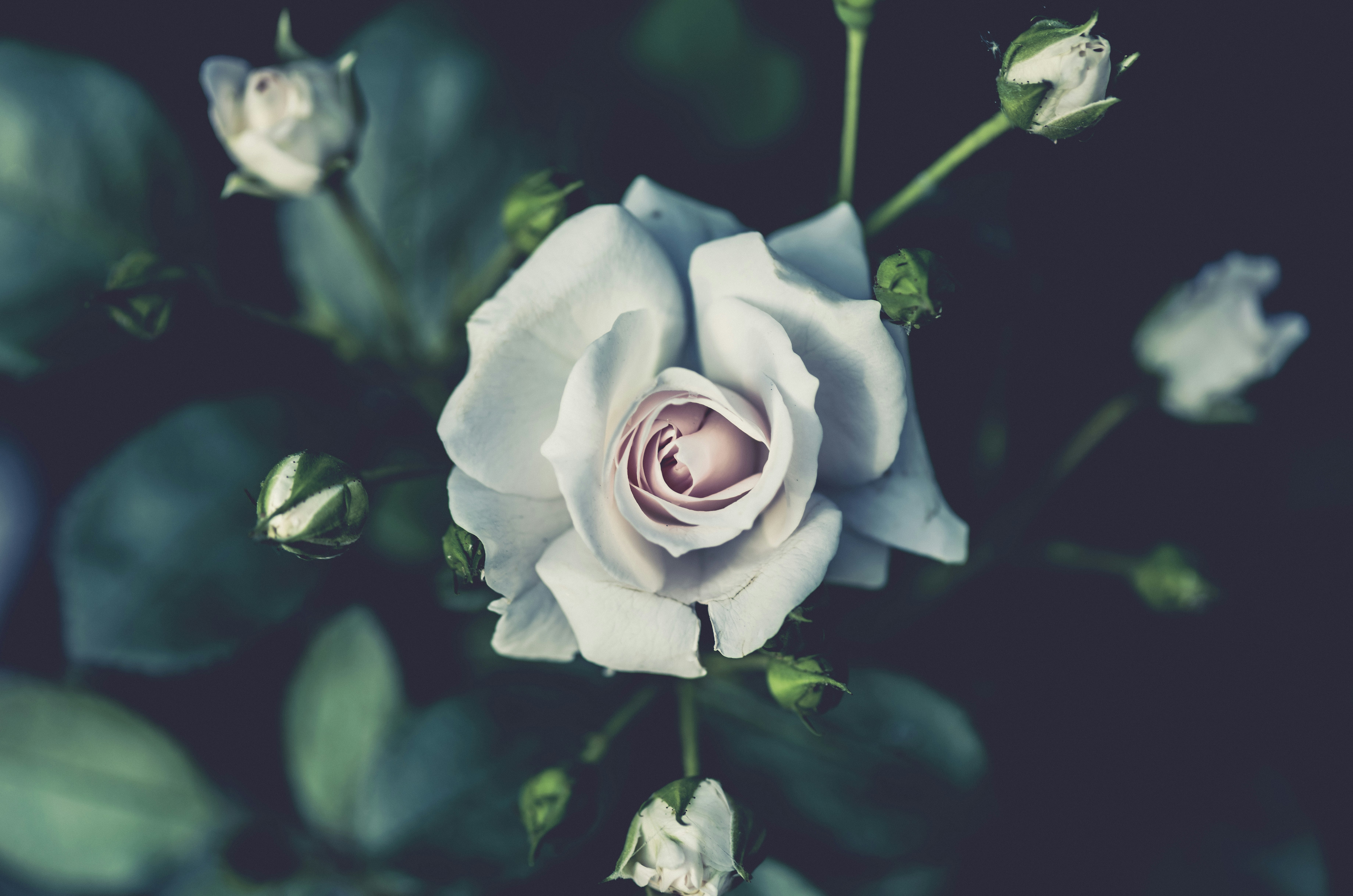 shallow focus photography of white flowers